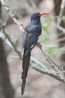 Red billed Woodhoopoe by Mick Dryden