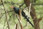 Red-billed Wood-Hoopoe by Mick Dryden Red-billed Wood-Hoopoe by Mick Dryden