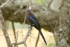 Scimitarbill by Mick Dryden Scimitarbill by Mick Dryden