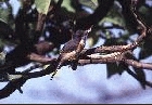 Vanikoro Flycatcher by Mick Dryden