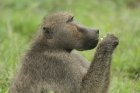 Baboon by Mick Dryden