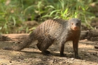 Banded Mongoose by Mick Dryden