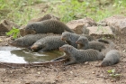 Banded Mongoose by Mick Dryden Banded Mongoose by Mick Dryden
