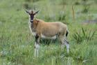 Blesbok by Mick Dryden Blesbok by Mick Dryden