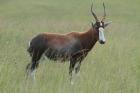 Blesbok by Mick Dryden