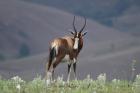 Blesbok by Mick Dryden Blesbok by Mick Dryden