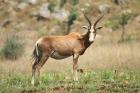 Blesbok by Mick Dryden