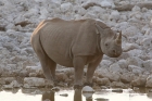 Black Rhinoceros by Mick Dryden