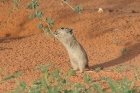 Brandts Whistling Rat by Mick Dryden