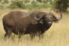 Cape Buffalo by Mick Dryden