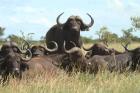 Cape Buffalo by Mick Dryden