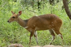 Bushbuck by Mick Dryden