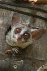 Bush Baby by Mick Dryden