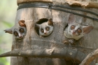 Bush Baby by Mick Dryden Bush Baby by Mick Dryden
