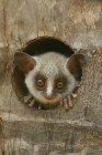 Bush Baby by Mick Dryden