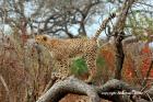 Cheetah by Jonathan Lanyon Cheetah by Jonathan Lanyon