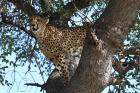 Cheetah by Mick Dryden Cheetah by Mick Dryden