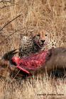 Cheetah by Jonathan Lanyon Cheetah by Jonathan Lanyon