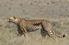 Cheetah by Mick Dryden