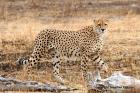 Cheetah by Jonathan Lanyon Cheetah by Jonathan Lanyon
