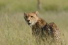 Cheetah by Mick Dryden