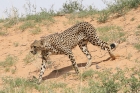Cheetah by Mick Dryden Cheetah by Mick Dryden