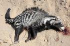 Civet by Mick Dryden Civet by Mick Dryden
