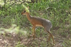 Damara Dikdik by Mick Dryden Damara Dikdik by Mick Dryden