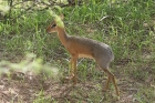 Damara Dikdik by Mick Dryden