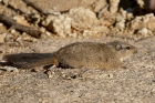 Dassie Rat by Mick Dryden