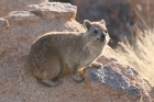Dassie by Mick Dryden