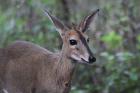 Grey Duiker by Mick Dryden