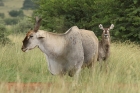 Eland by Mick Dryden Eland by Mick Dryden