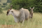 Eland by Mick Dryden