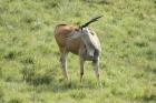 Eland by Mick Dryden Eland by Mick Dryden