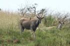 Eland by Mick Dryden