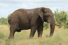 Elephant by Mick Dryden Elephant by Mick Dryden