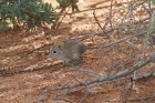 Elephant Shrew by Mick Dryden