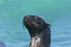 Fur Seal by Mick Dryden