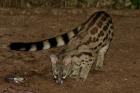 Small-spotted Genet by Mick Dryden