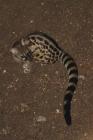 Small-spotted Genet by Mick Dryden