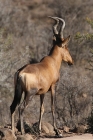 Red Hartebeest by Mick Dryden