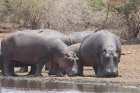 Hippos by Mick Dryden