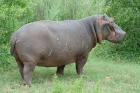 Hippopotamus by Mick Dryden Hippopotamus by Mick Dryden