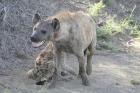 Hyaena by Mick Dryden Hyaena by Mick Dryden