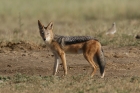 Black-backed Jackal by Mick Dryden Black-backed Jackal by Mick Dryden