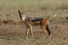 Black-backed Jackal by Mick Dryden