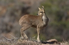 Klipspringer by Mick Dryden