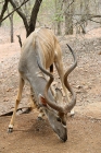Kudu by Mick Dryden