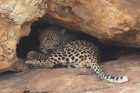 Leopard by Mick Dryden